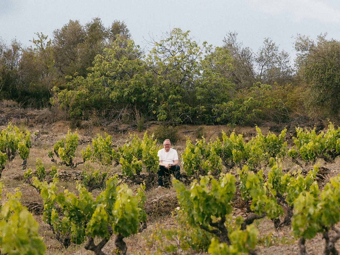 CLOS_ALKIO_viinitarhaa