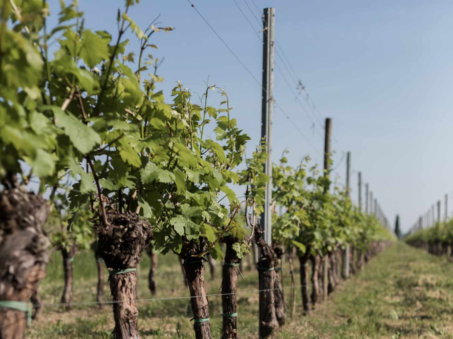 Ca’ Bolani viinitarha