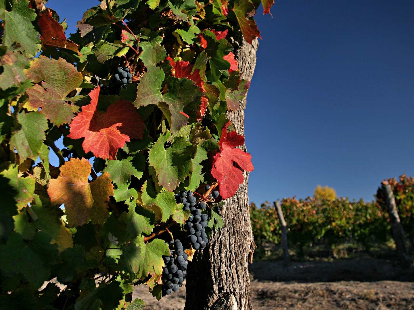 Argentiina - tummien Malbec-viinien koti