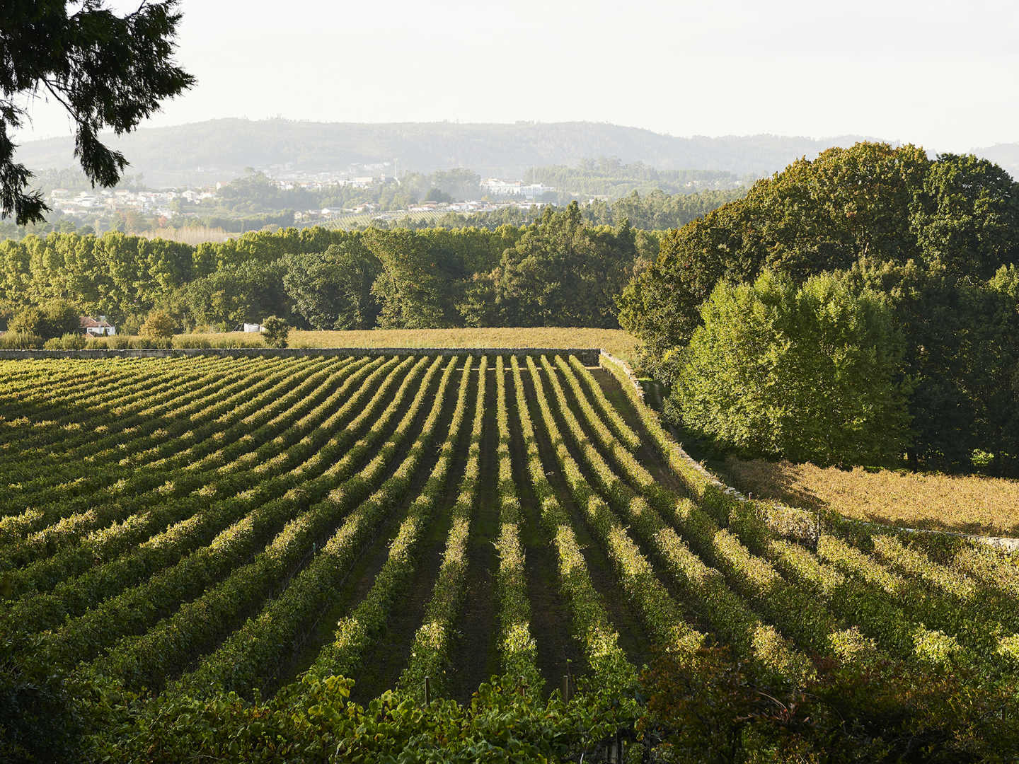 aveleda_viinitarha_Jose_Caldeira