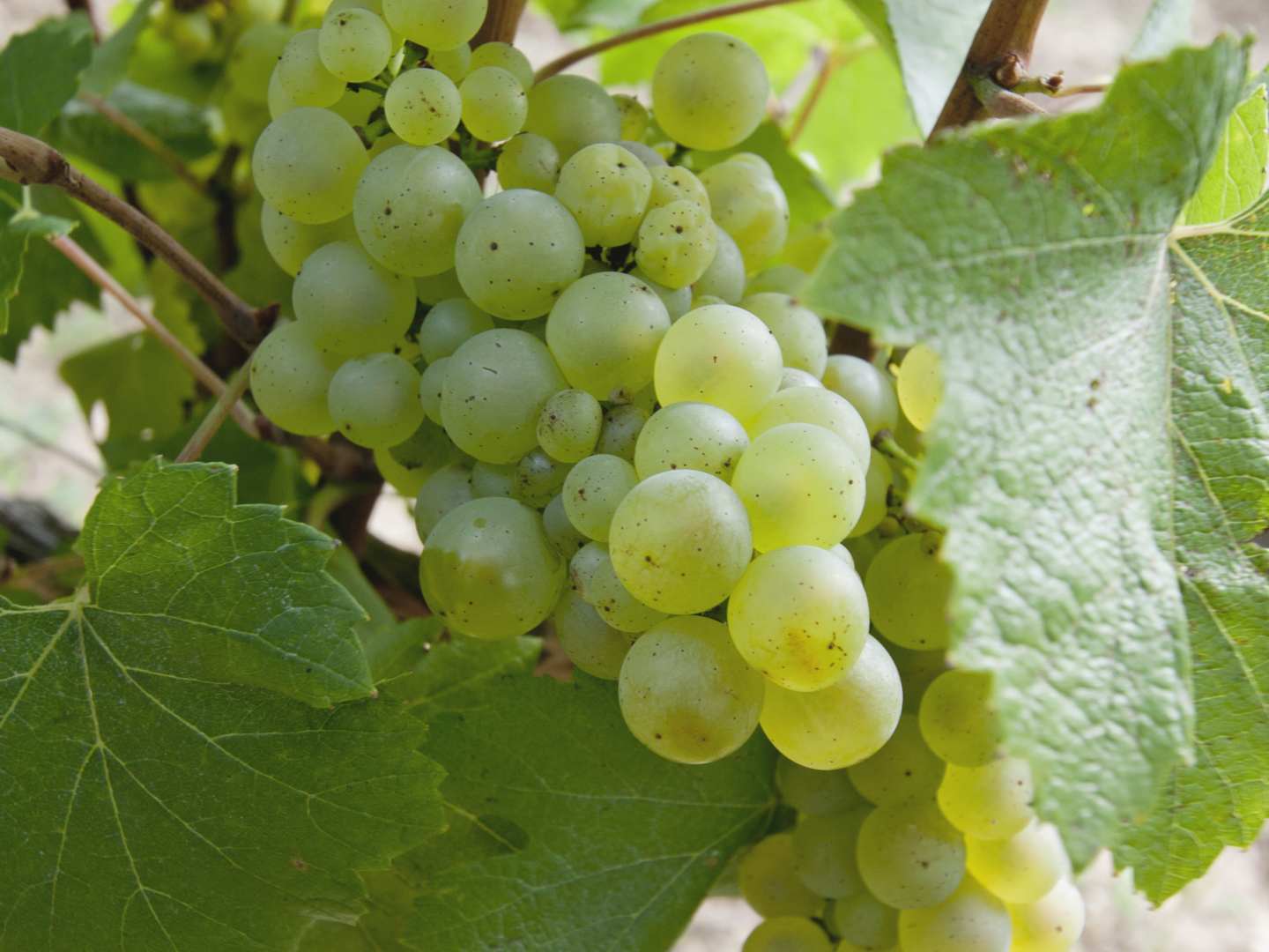 Chardonnay-viini on erinomainen ruokakumppani