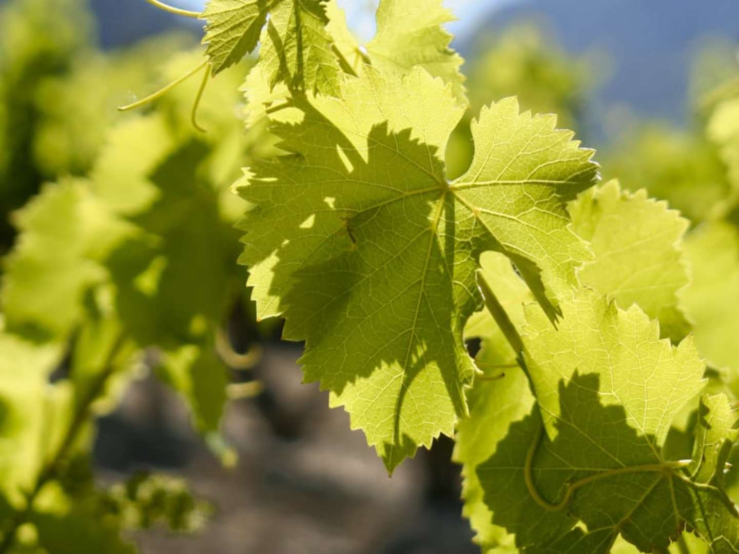 Viiniköynnös on sinnikäs viljelykasvi