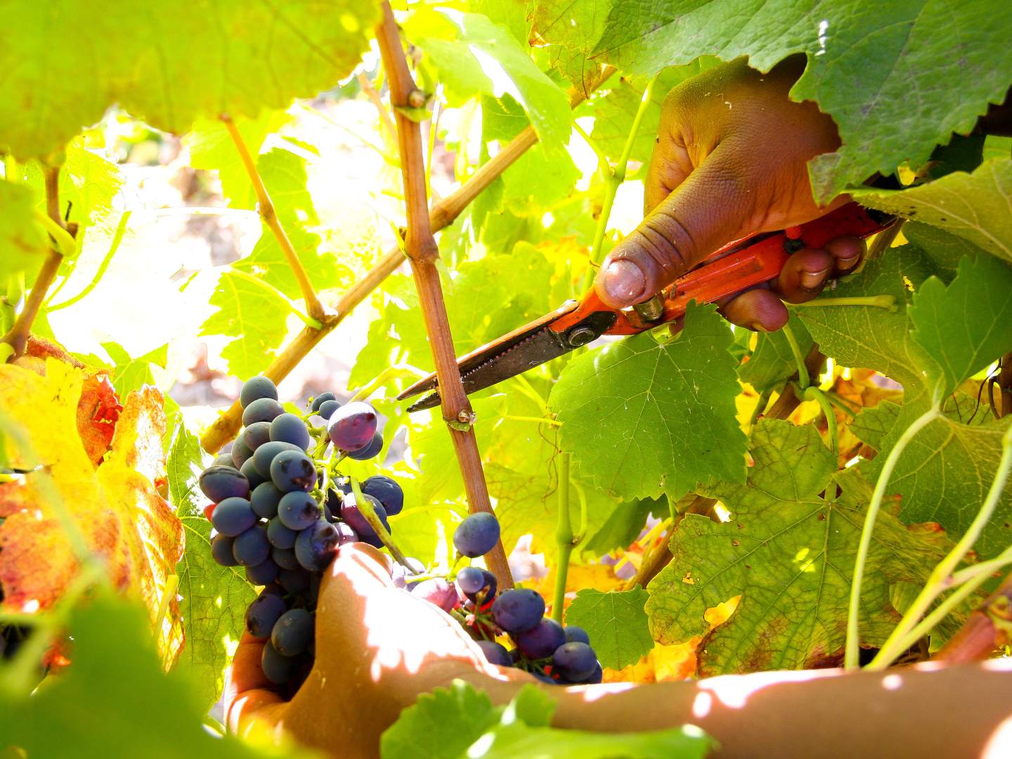 Etelä-Afrikka - täydellinen viinimatkakohde