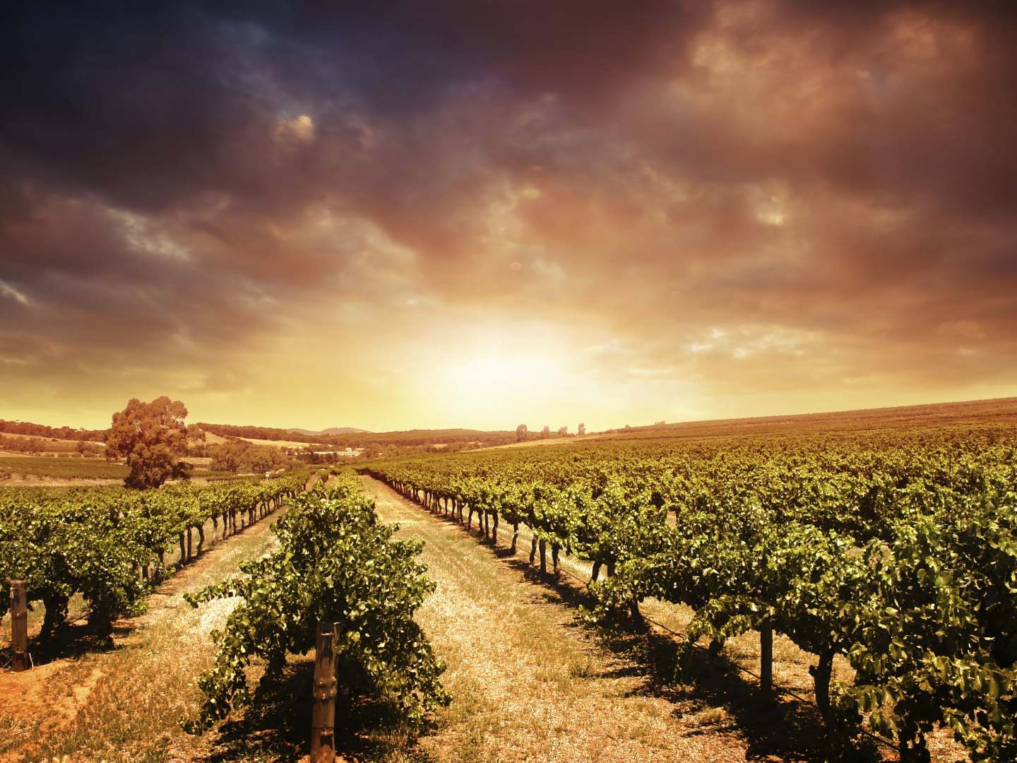 Mistä viini tulee Suomeen?