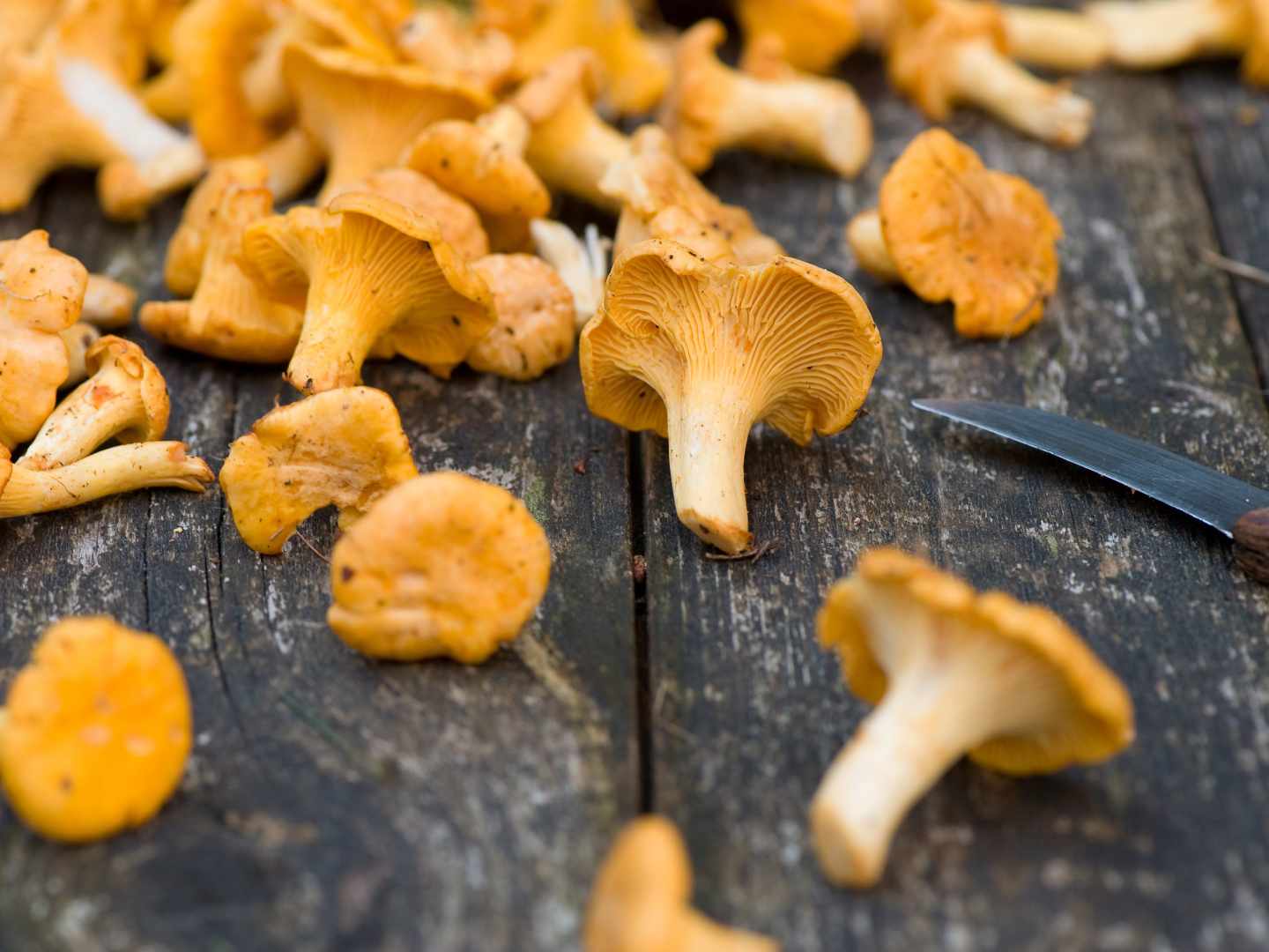 Valitse viini sienen maun mukaan