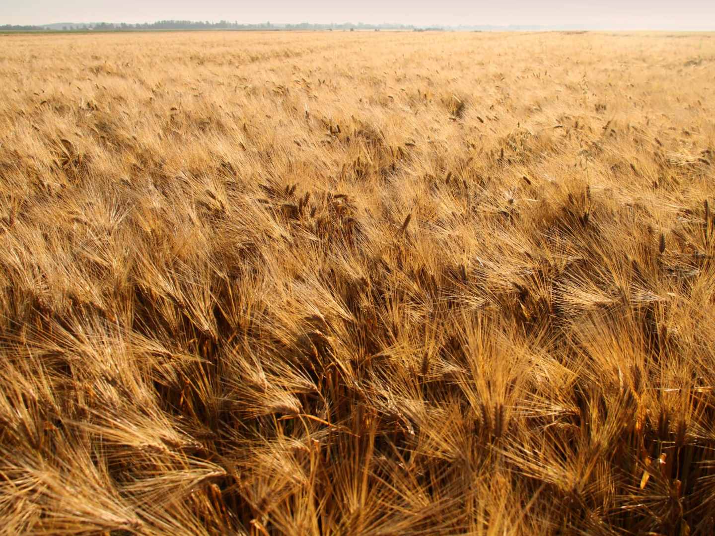 Koskenkorvan kylä ohrapelto