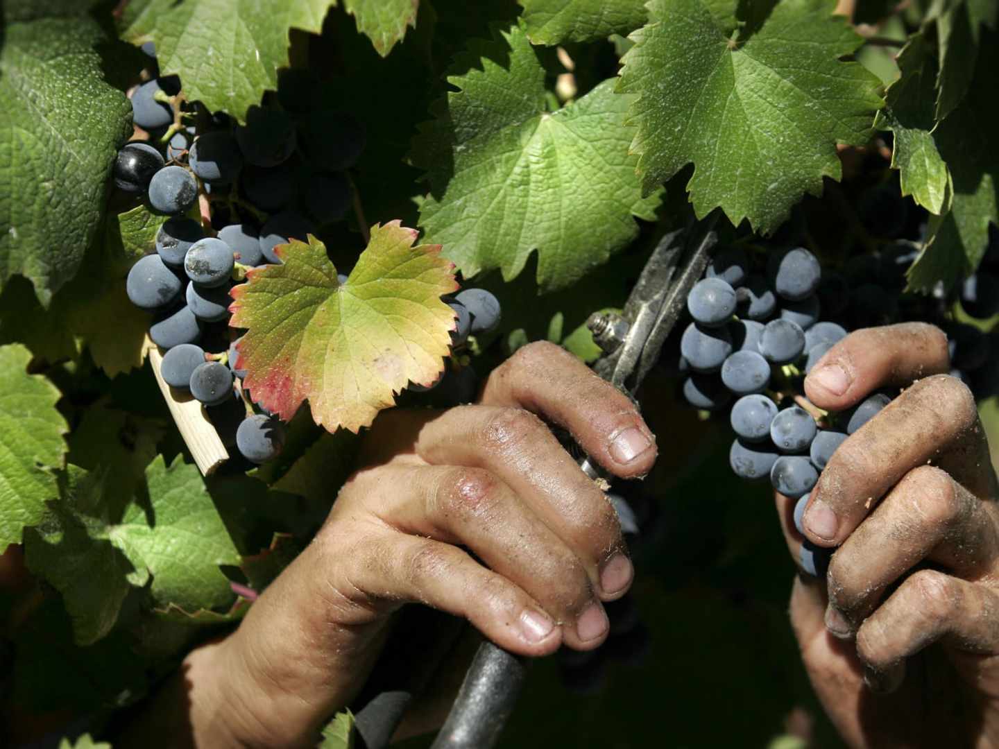 Malbec - voimakas viini liharuokien ystävälle