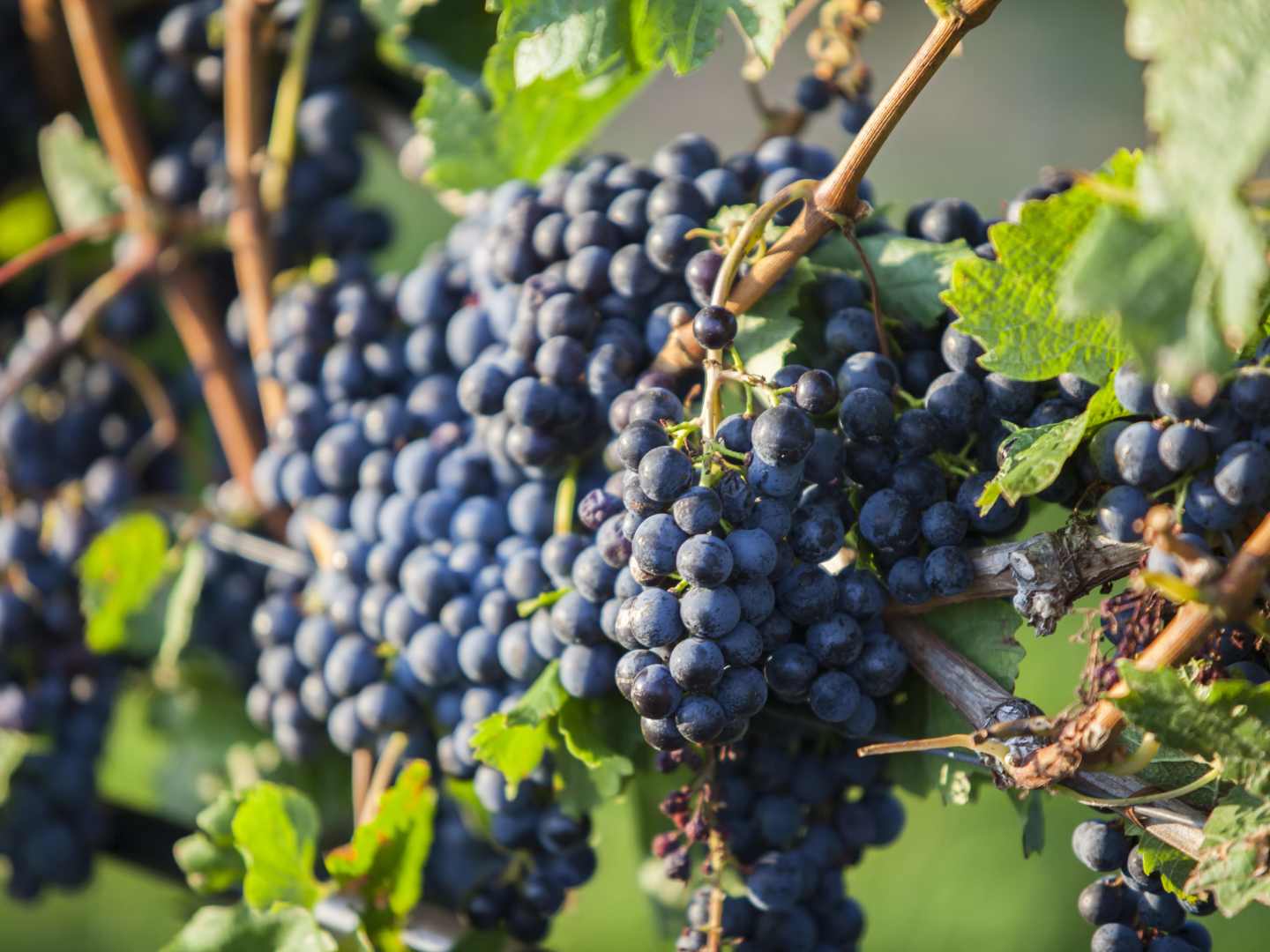 Merlot-rypäle - helposti lähestyttävä maailmanvalloittaja