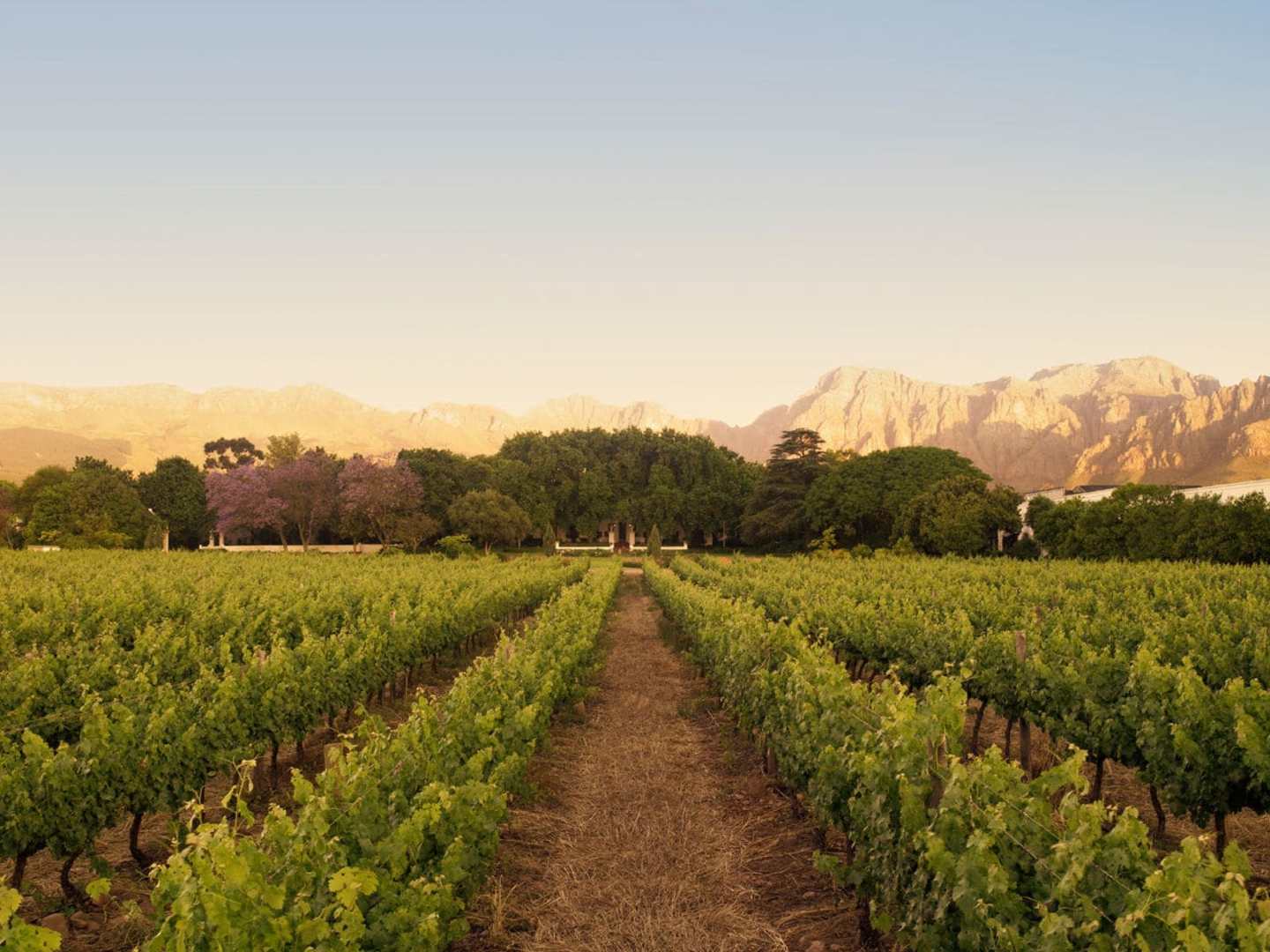 Nederburg valittu Etelä-Afrikan parhaimmaksi viinitaloksi