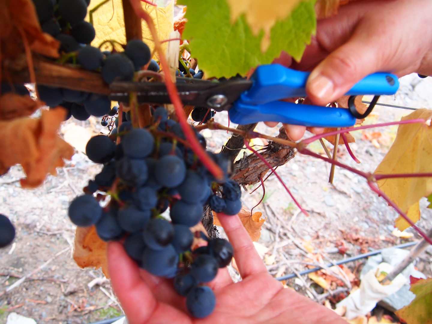 Finca las moras sadonkorjuu