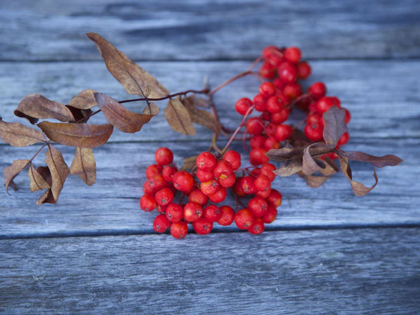 Suolatut pihlajanmarjat 