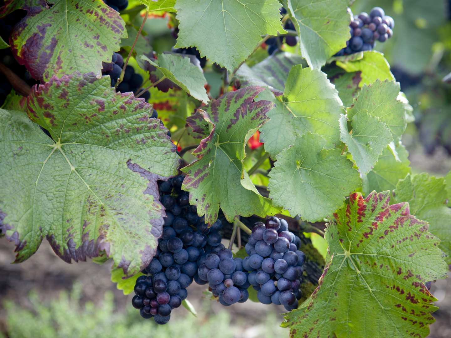 Pinot noir -rypäleitä