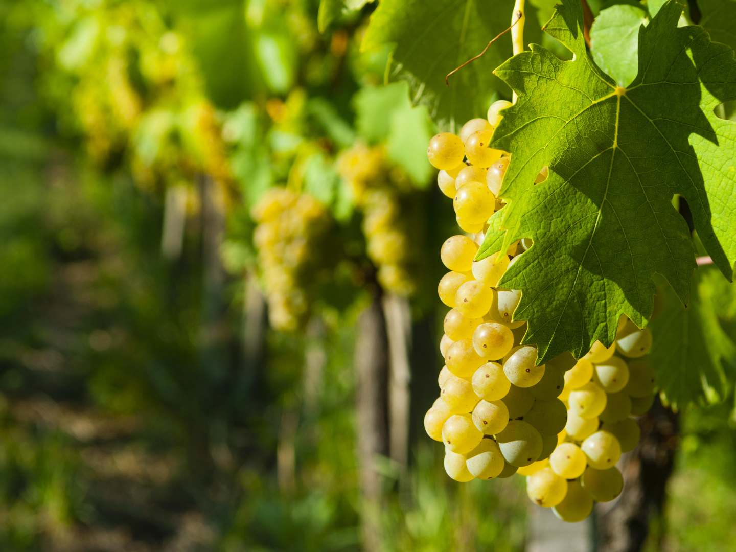 Riesling-viinirypäleitä