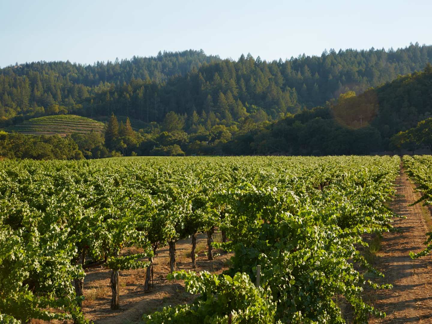 Yhdysvallat - Kalifornia on viinien mekka