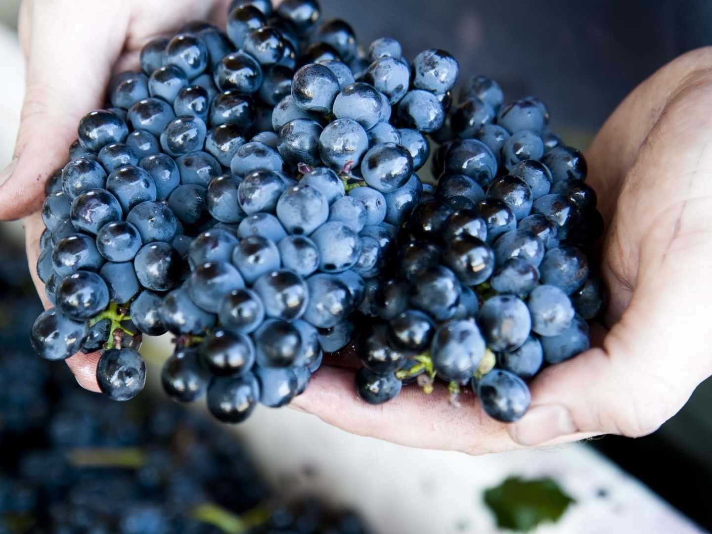 pinot noir rypäleet