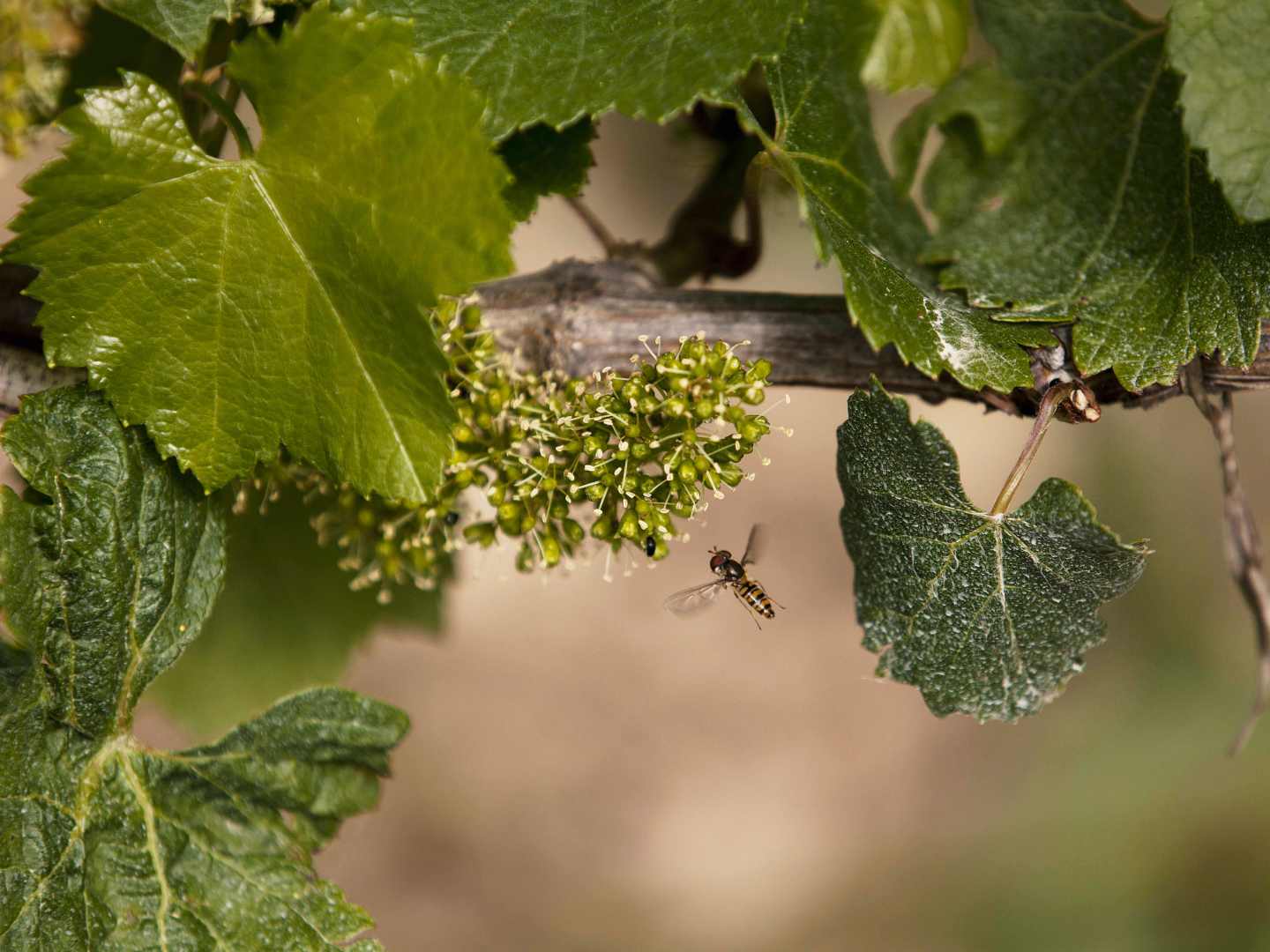 Viiniköynnöksiä Larochen tilalla