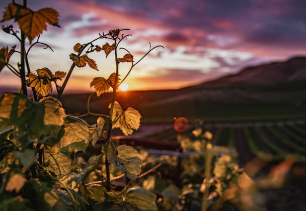 Philipson Söderberg site hero image