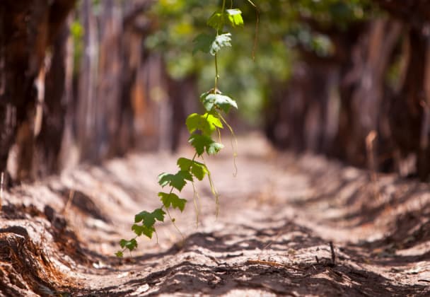 Philipson Söderberg ps-vineyard-2
