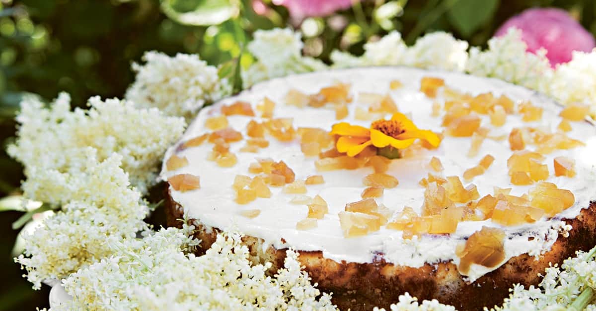 Cheesecake med rabarber och syltad ingefära. | folk o folk