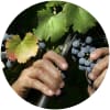 Malbec-rypäleen sadonkorjuuta