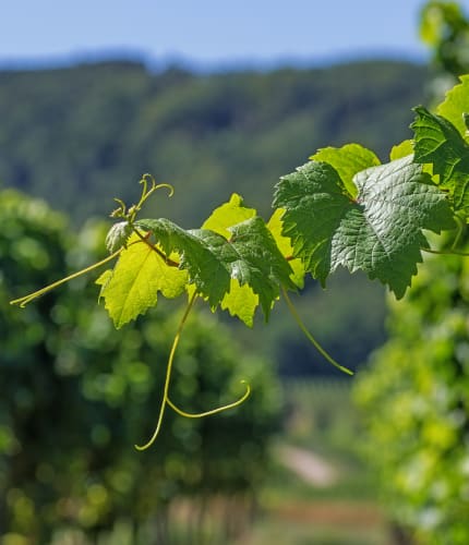 Philipson Söderberg - Vingårdsblad_PS_header