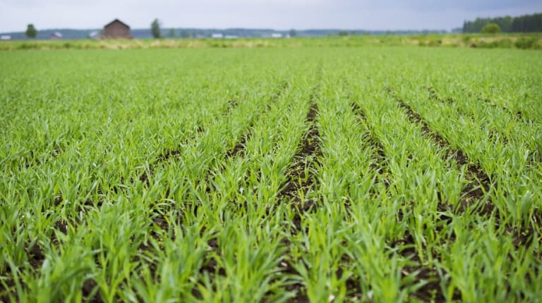 Barleyfields at Koskenkorva