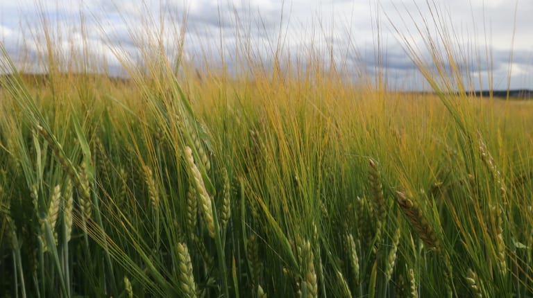 Two row barley growing nice