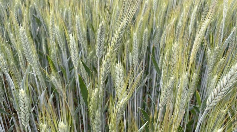 ruisvehnää kesällä 2023