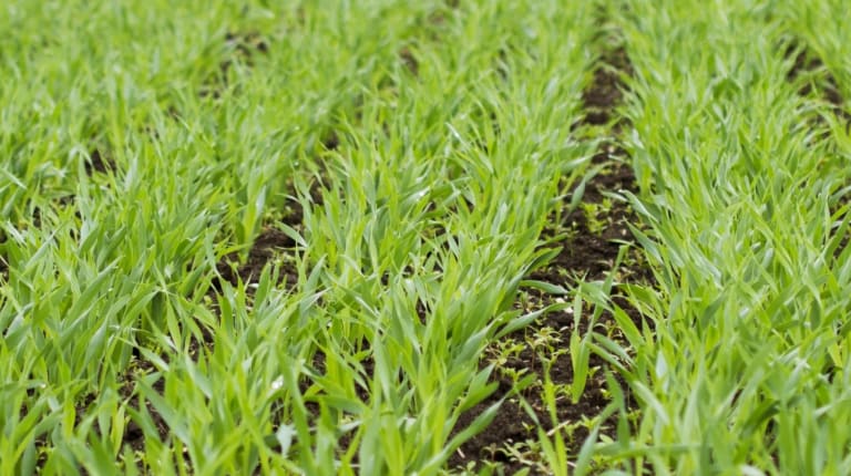 Finnish barley is raw material for our grain spirit