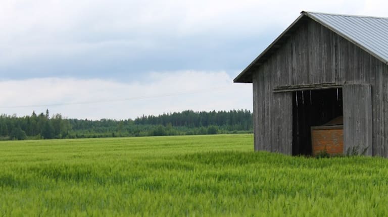 Uudistava viljely on keino huolehtia maaperästä