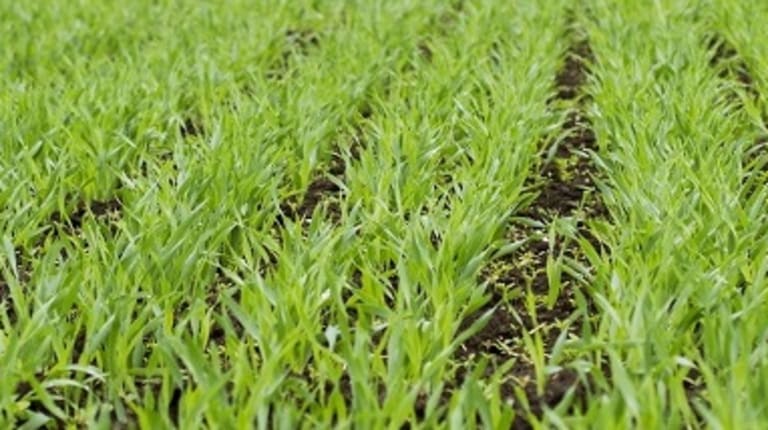 Ohran oraat keväällä