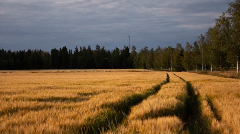 Barley to be harvest soon