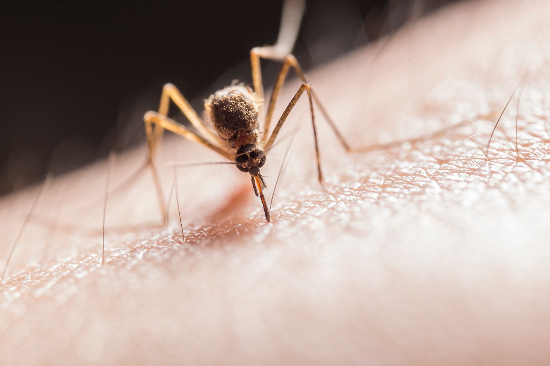 Google’s strategy to combat mosquito-borne diseases