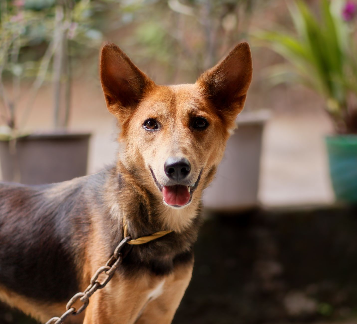 CBD Oil for Dogs in India: Natural Care for Your Pet’s Health
