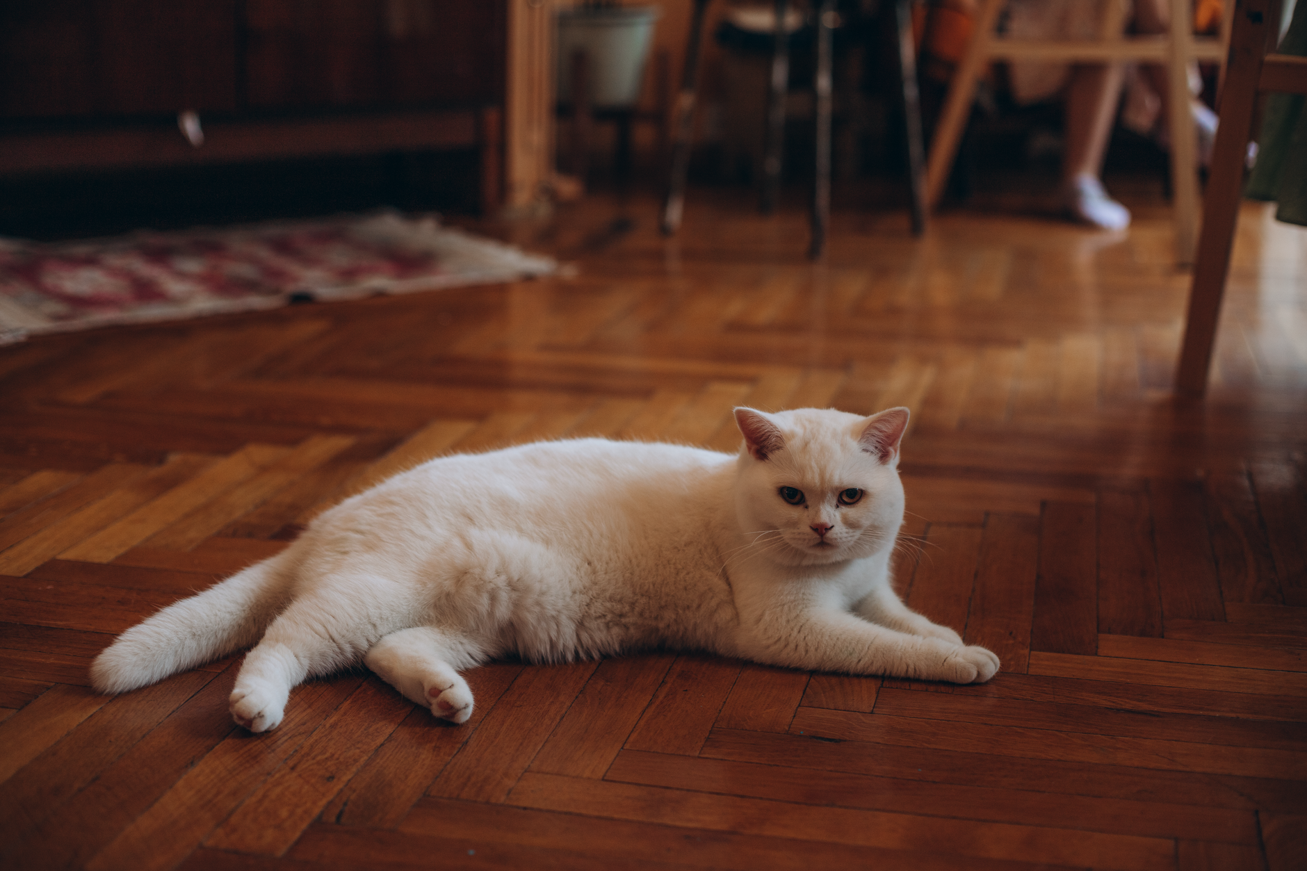 How to Encourage Exercise in Lazy Pets