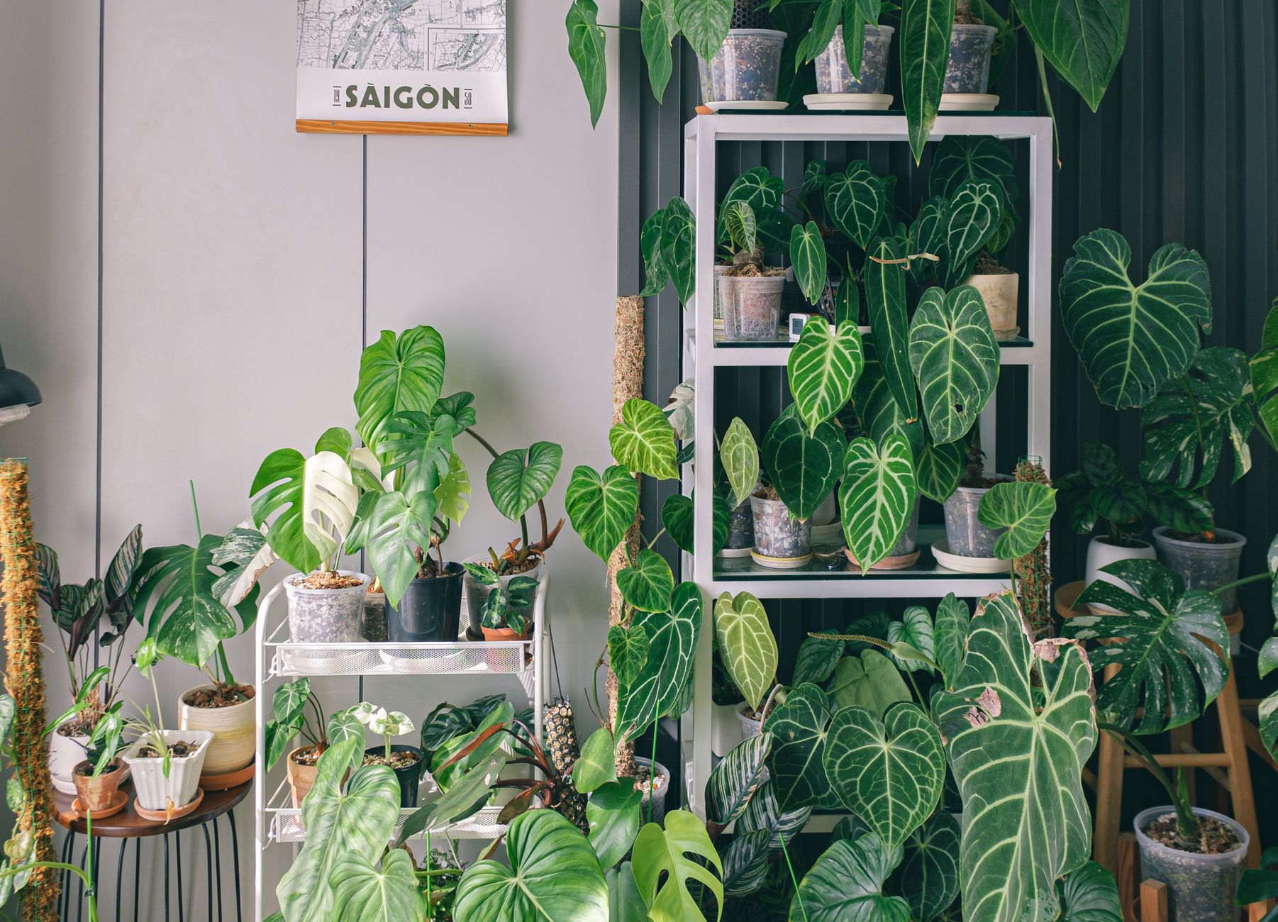 The Best Plants for Indoor Décor