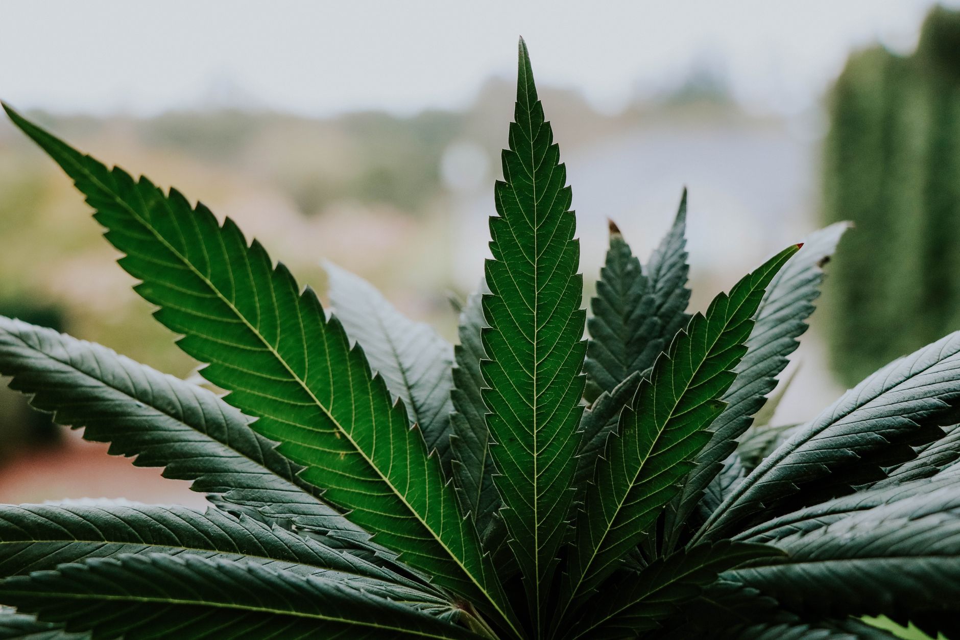 Congress Considers Medical Cannabis for Veterans… Again