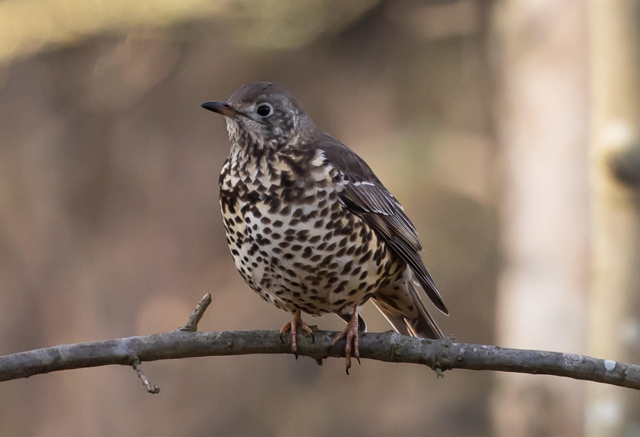 Things to know about the Thrush – Causes, Symptoms, and Treatment