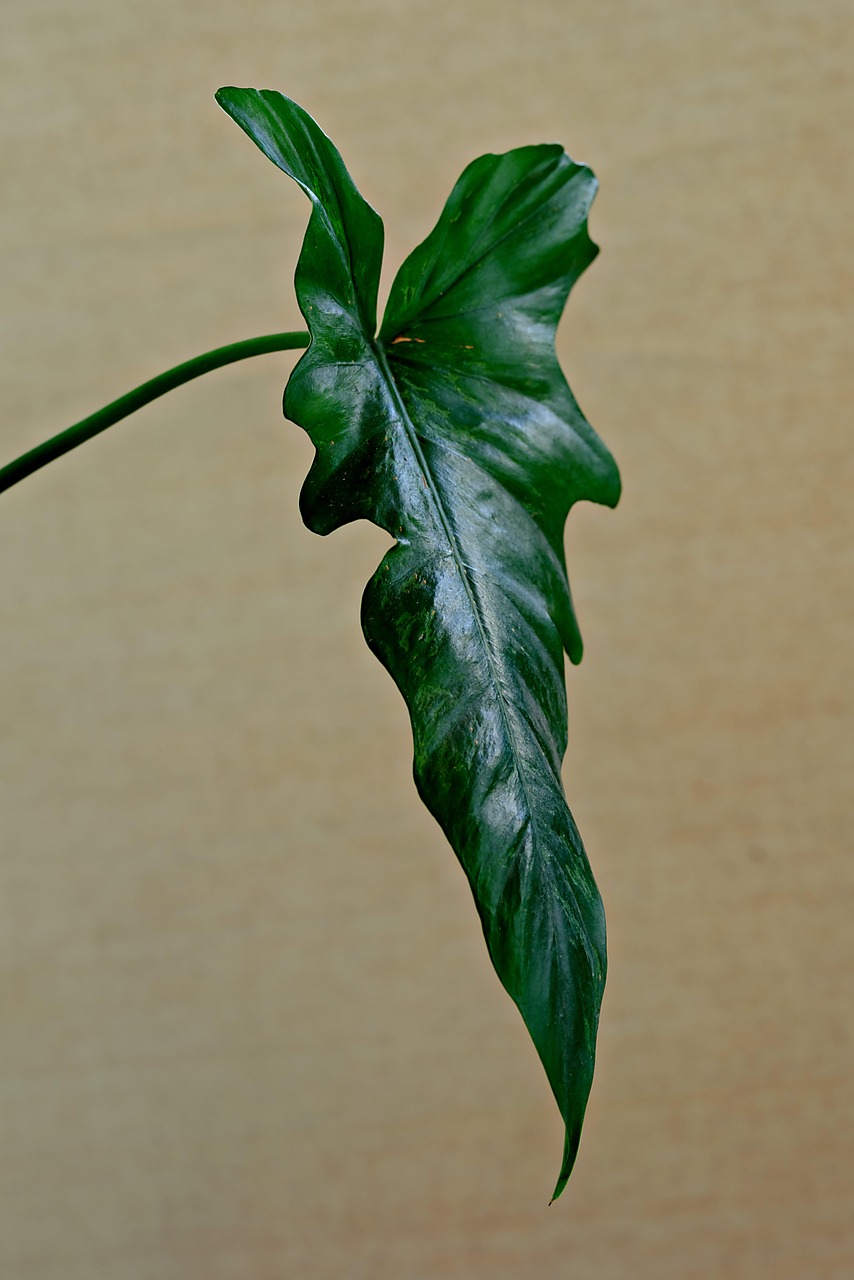 Designing with the Top 10 Most Popular U.S. Houseplants
