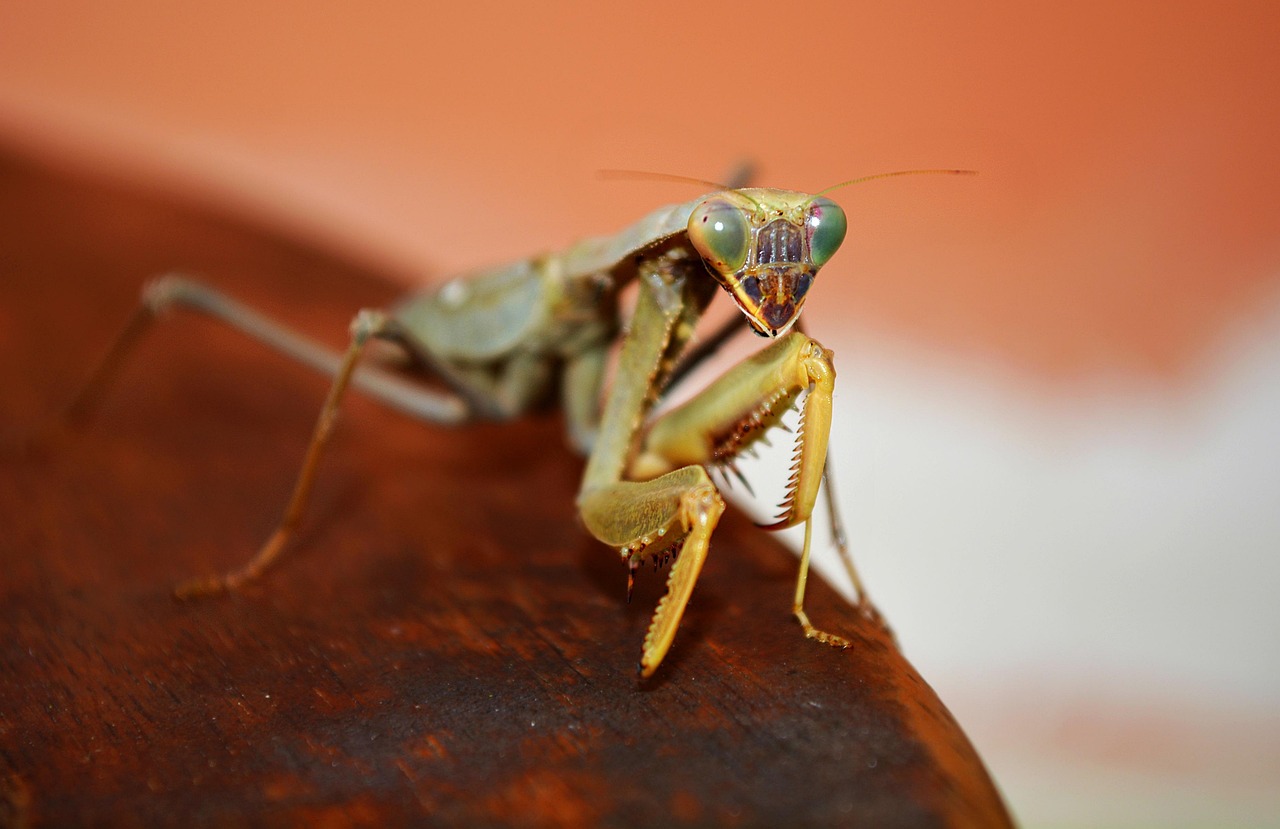 Key Features of Retractable Bug Screens