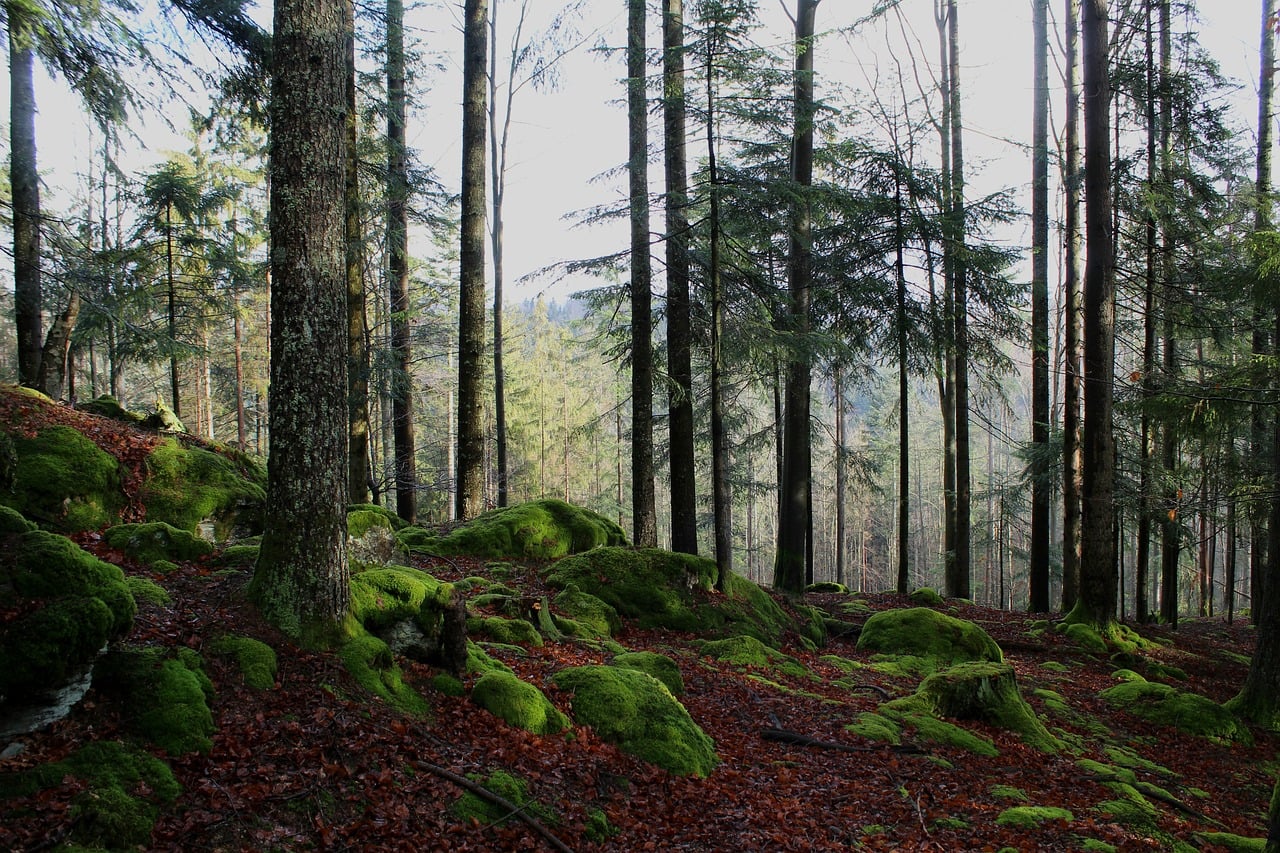 Enhancing the Canopy: The Role and Importance of Tree Services in Jonesborough, TN