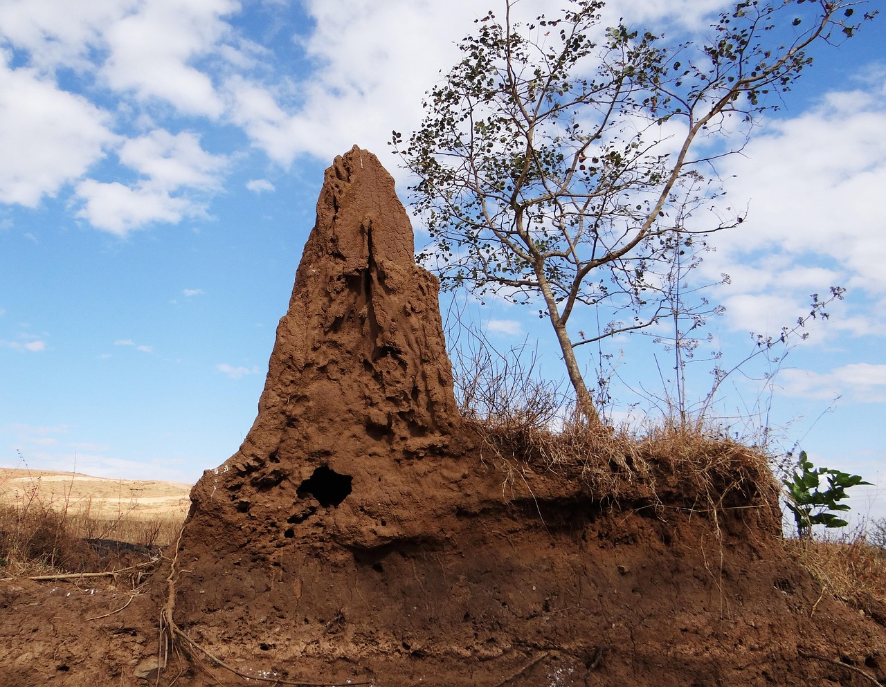 The Damage That Termites Can Cause