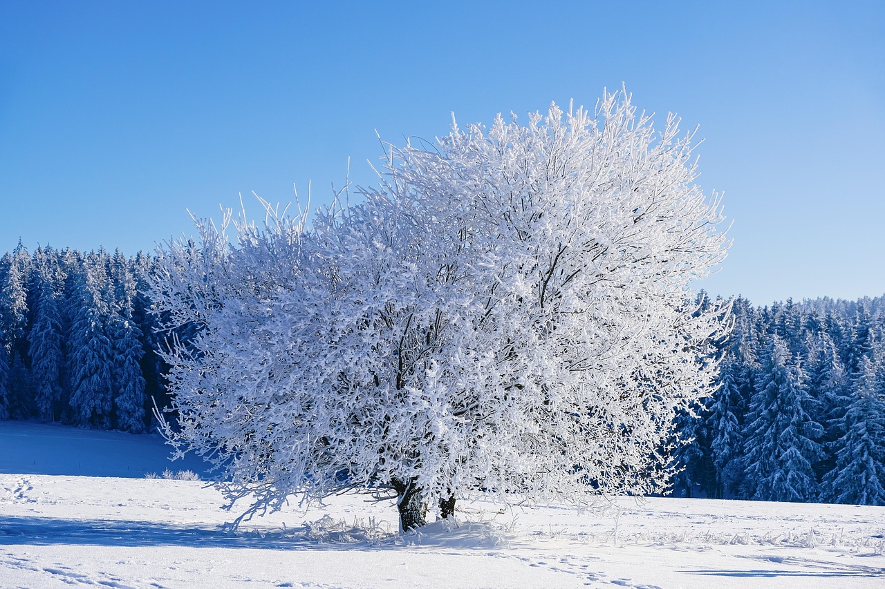 Winter Wonderland: How Artificial Grass Stands up to Cold Weather and Snow