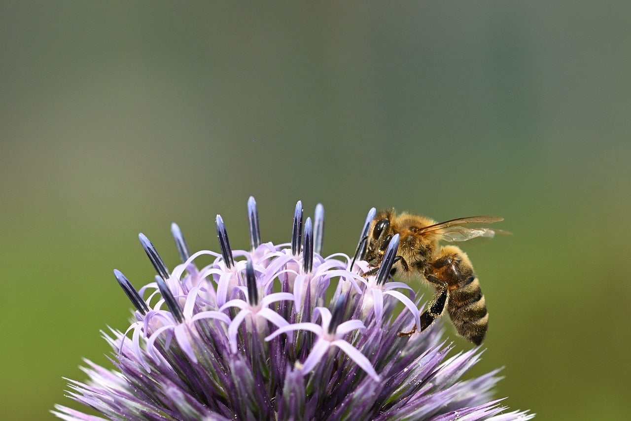 TheBNGuy.co.uk: Pioneering Biodiversity Net Gain and Ecology Consultancy in the UK