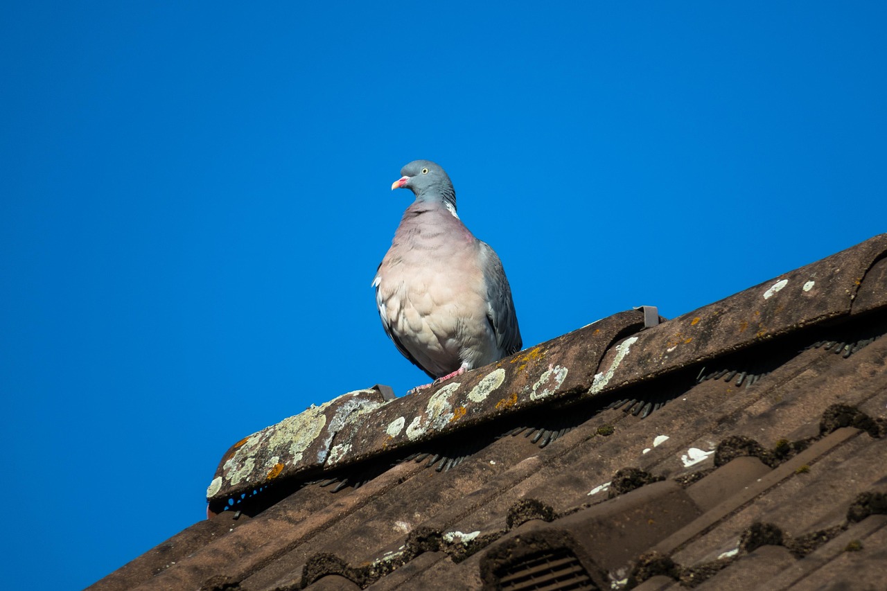 Commercial Roof Types – A Closer Look at Different Types of Roofing Systems