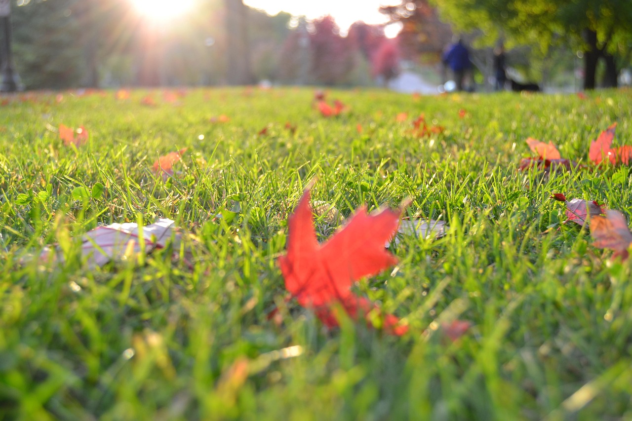 Turf Installation in Rockingham: Transform Your Lawn into a Lush Paradise