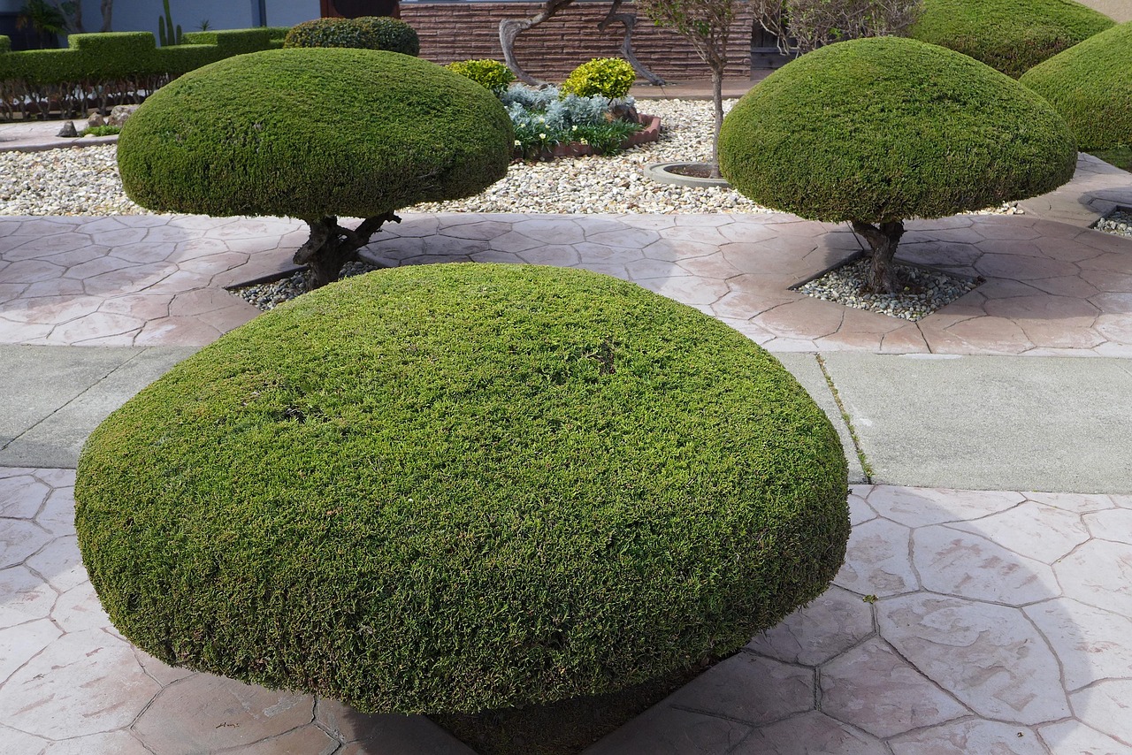 What is Tree Trimming?