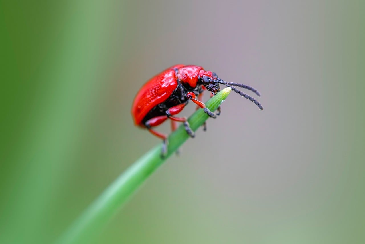 Want to choose the right pest control services?