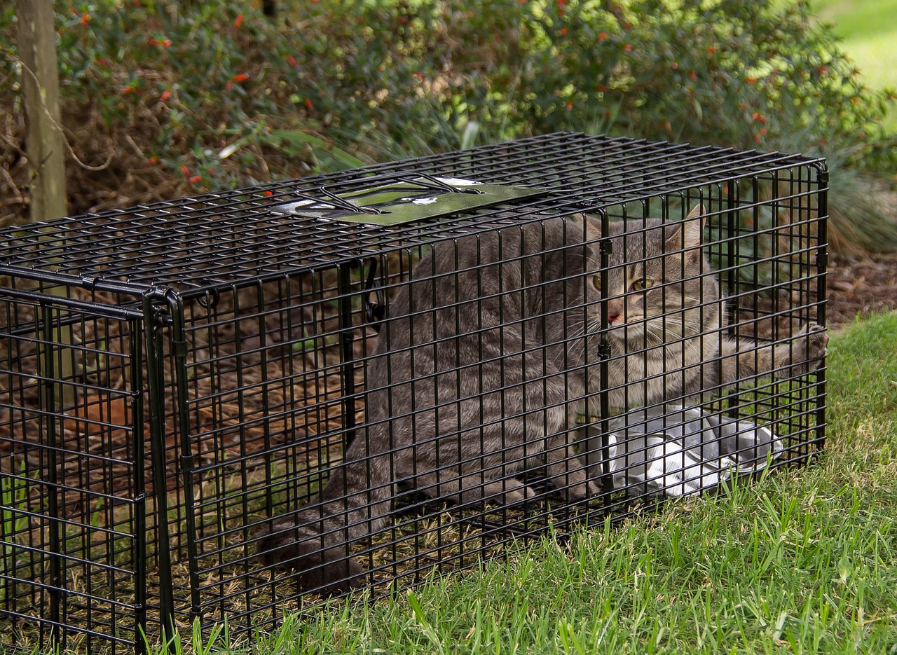 Aardvark Exterminating: Unveiling the Masters of Pest Control