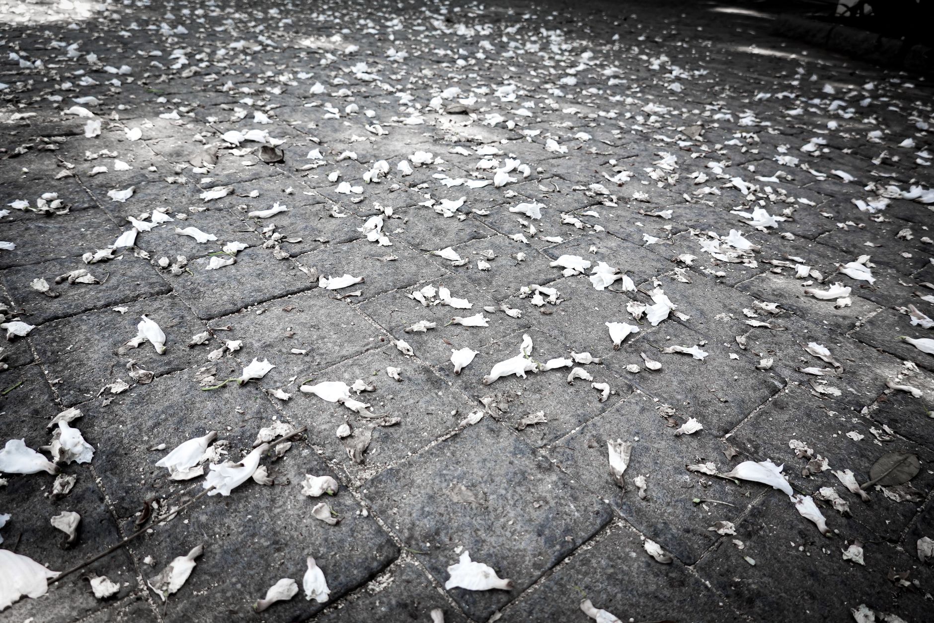 Is Paver Sealing Necessary? (Weighing the Pros & Cons)
